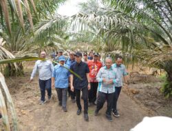 Petani Sawit OKI Manfaatkan 778 Hektare Lahan PSR untuk Tanam Padi Gogo